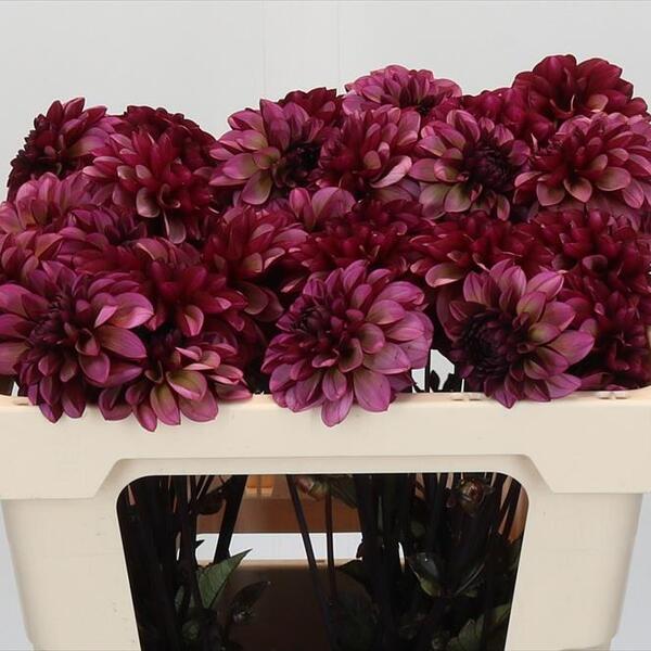 DALIA *SENIOR HOPE* 45CM