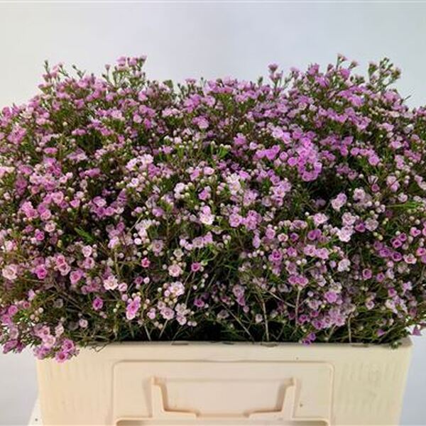 FLOR DE CERA *PRIROUETTE* 65CM