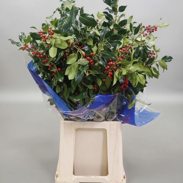 GREVOL BOLA VERMELLA