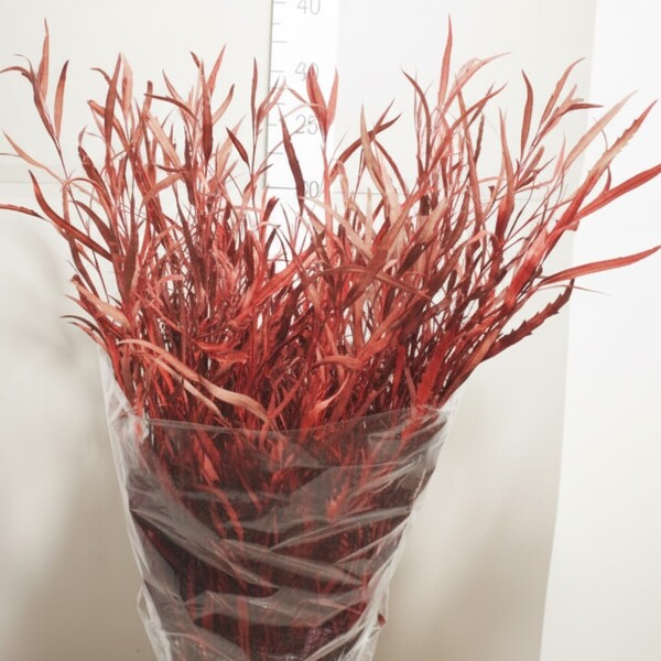 GREVILLEA 70/90CM VERMELL