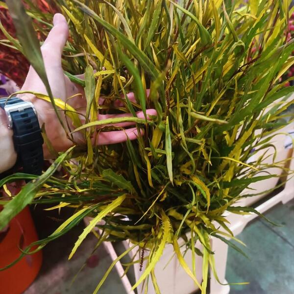 GREVILLEA 70/90CM MOSTASSA