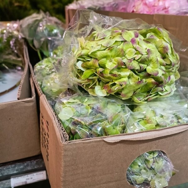 HORTENCIA COL. 55CM *EMERALD ANTIQUE* 