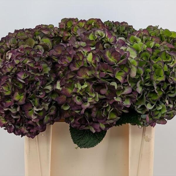 HORTENCIA GLOWING ALPS CLASSIC 50CM isaac borrar