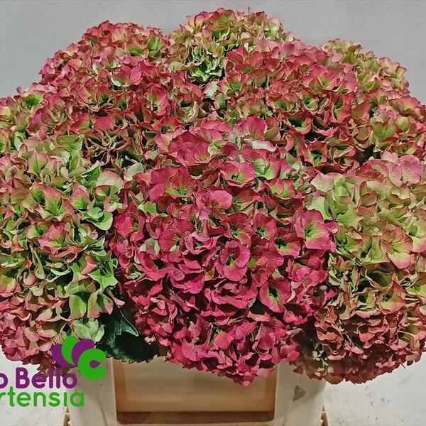 HORTENCIA ROYAL PARADE CLASIC 50CM