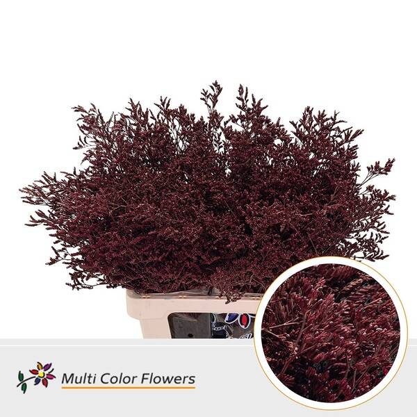 LIMONIUM TENYIT BORDEAUX 70CM