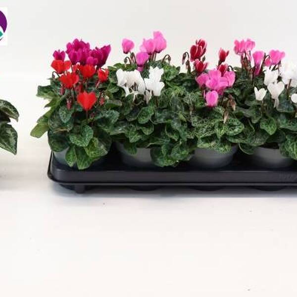 PL. CICLAMENT MINI T12CM X10