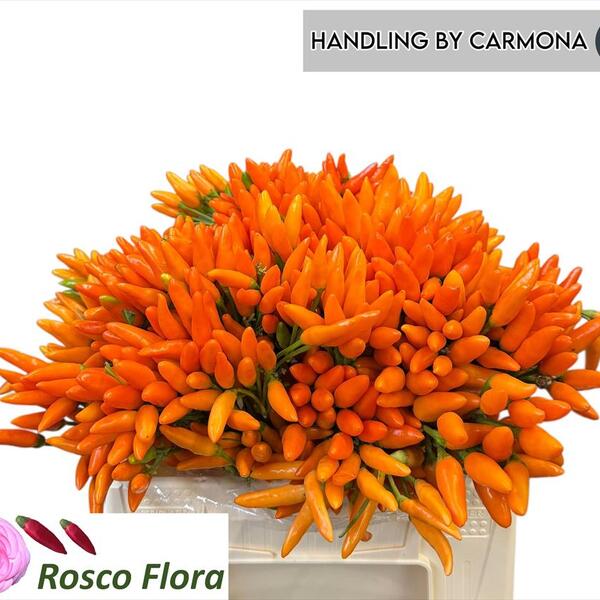 PEBROTS 40CM TARONJA