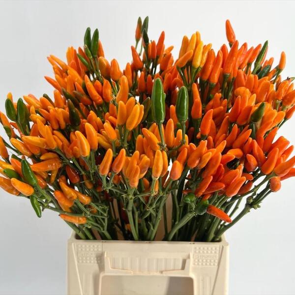 PEBROTS 50CM TARONJA