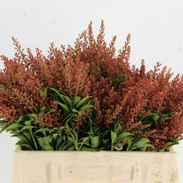 PIERIS JAP CUPIDO 35CM