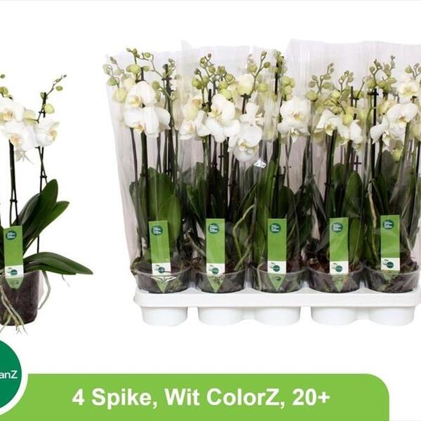 PL. PHALANOPSIS BLANC 50CM 4 TALLS
