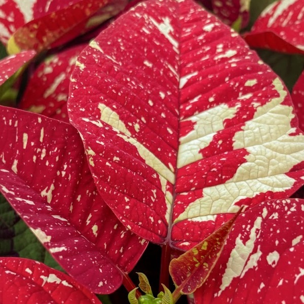 PONSETIA COLOR GLITTER X8 T14 CM FOR.