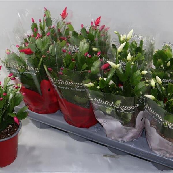 PLANTA RHIPSALIS MIX T13CM