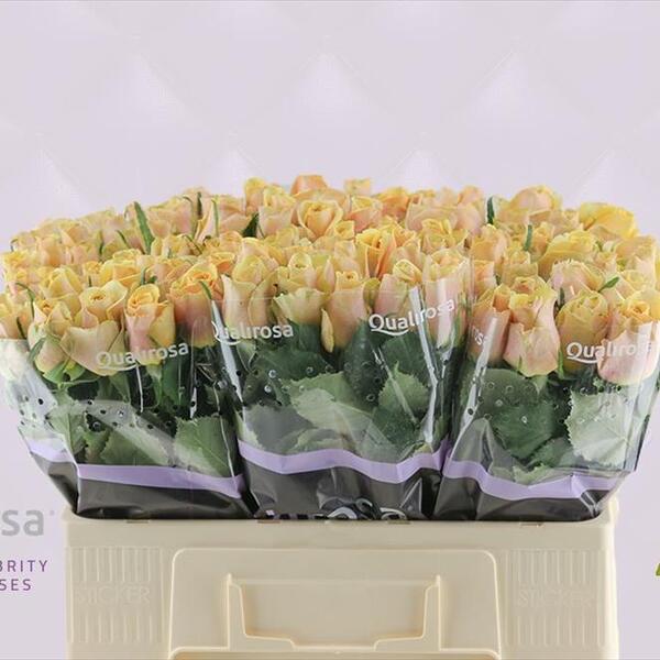 ROSA *GOLDEN MUSTARD* 50CM