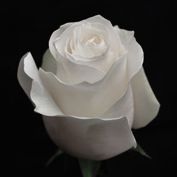 ROSA IMP. 40CM *PROUD*