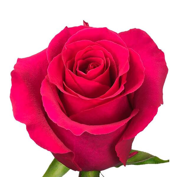 ROSA IMP. 50CM *GOTCHA* 