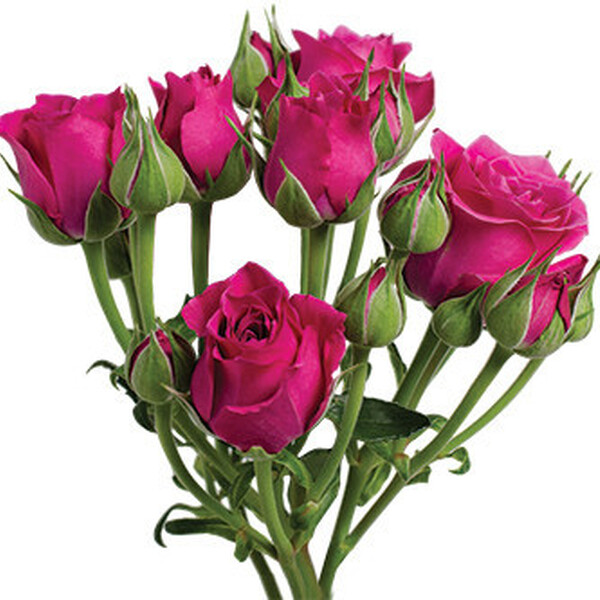 ROSA RAMIF. 60CM COL. FUCSIA