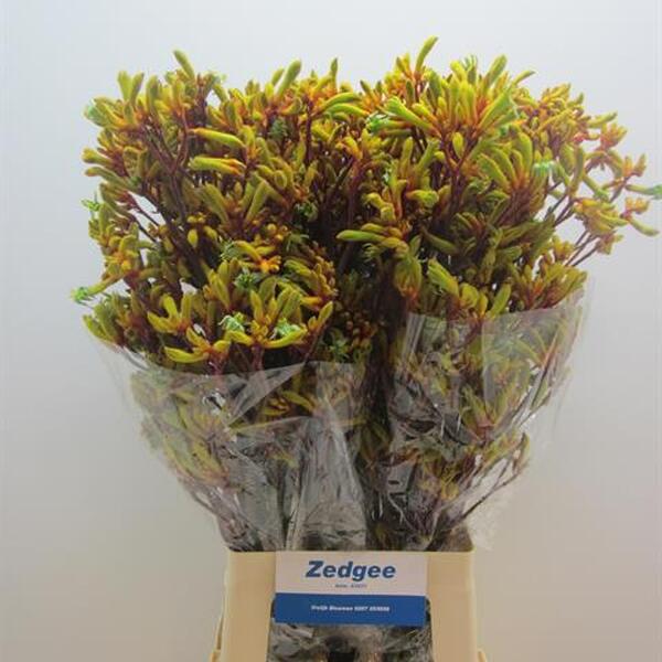 ANIGOZANTHOS ORANGE VELVET 70CM