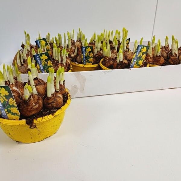 NARCISOS TETE A TETE 16CM