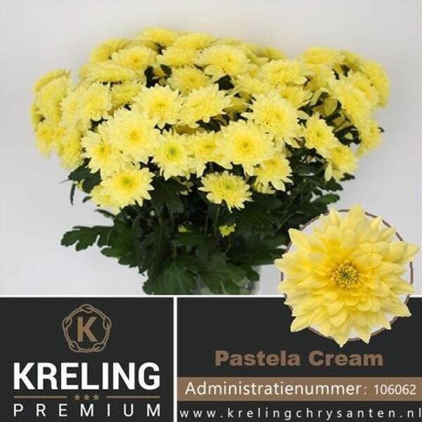 CRISANTEM *PASTELA CREAM*  tipo dalieta