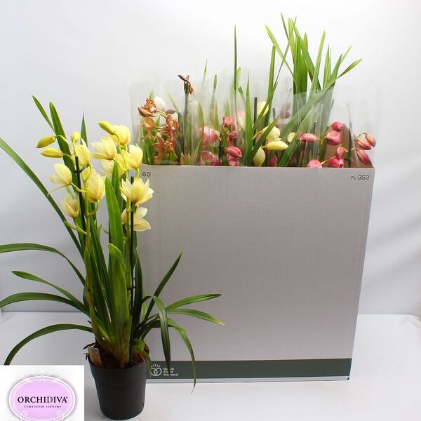PL. CYMBIDIUM T14CM 2TALL 65CM
