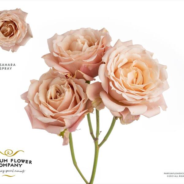 ROSA RAMIFICADA *GARDEN SAHARA SENSATION* 50CM