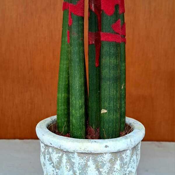 TEST PEDRA AMB SANSIVIERA