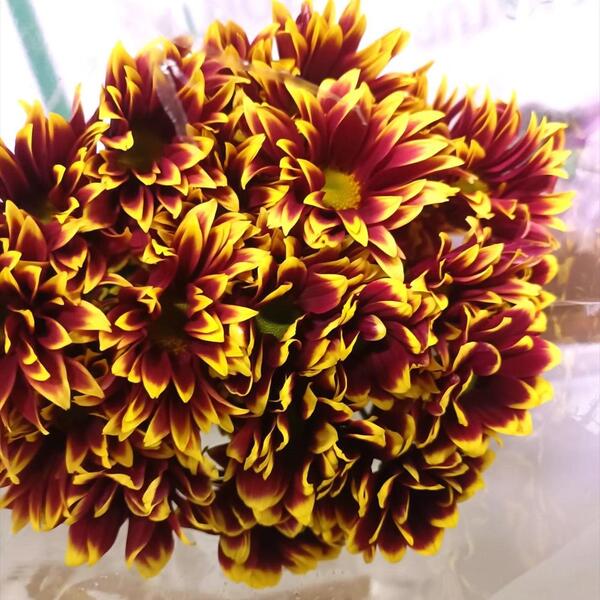 CRISANTEM NAC. BICOLOR GROC AMB VERMELL