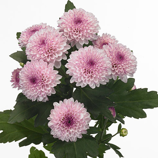 CRISANTEM NAC. LOLLIPOP