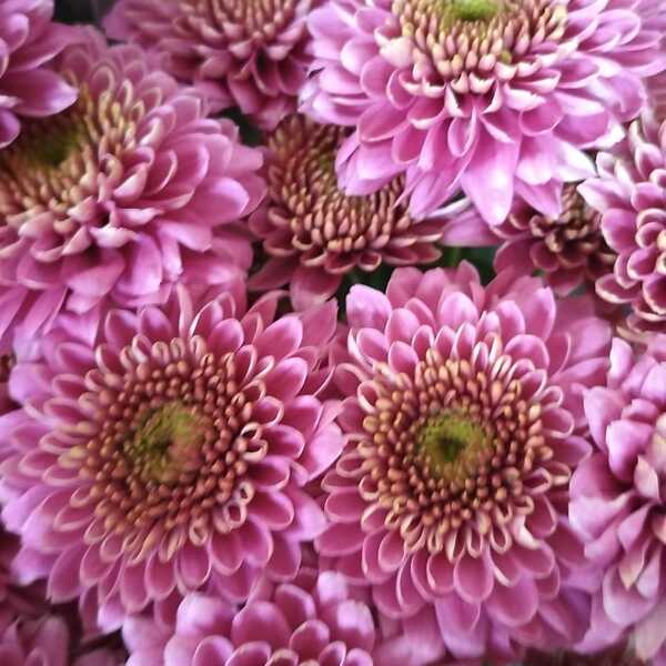 CRISANTEM NACIONAL BOLETA ROSA