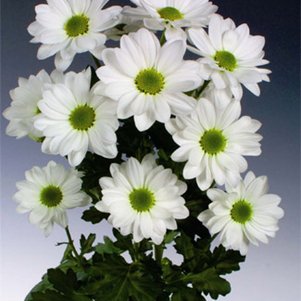 CRISANTEM NACIONAL BLANC