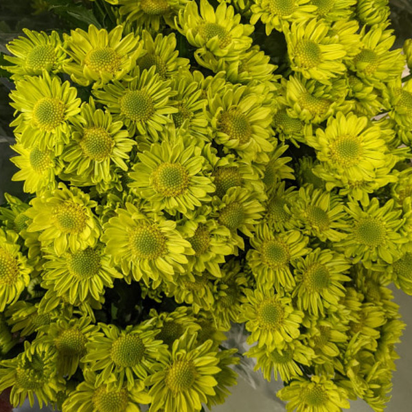 CRISANTEM NACIONAL GREENLIZARD VERD