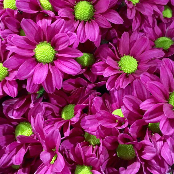 CRISANTEM NACIONAL FUCSIA