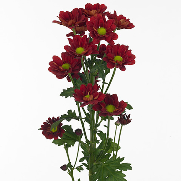 CRISANTEM NACIONAL VERMELL