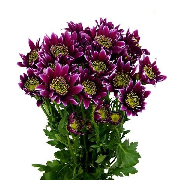 CRISANTEM NACIONAL DISCO (lila punta blanca)