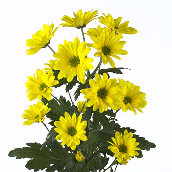 CRISANTEM NACIONAL GROC