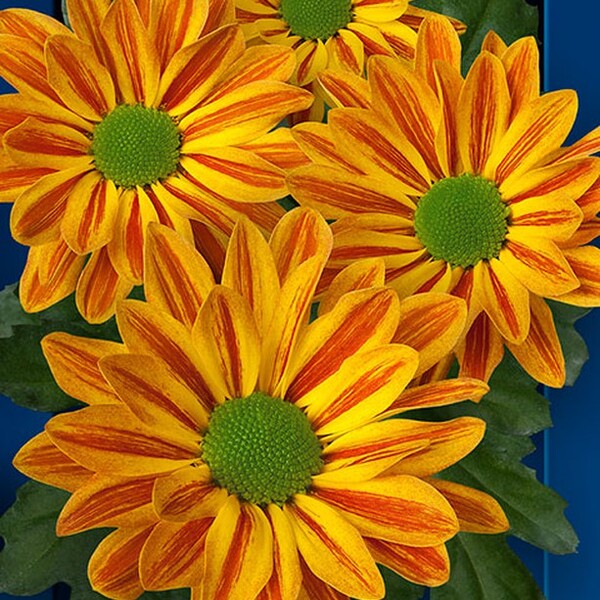 CRISANTEM NACIONAL ORANGE JORDI