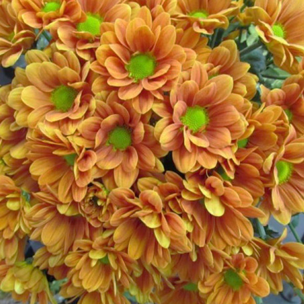 CRISANTEM NACIONAL TARONJA