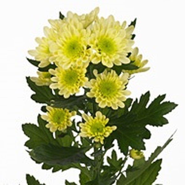 CRISANTEM NACIONAL RADOS CREMA *EURO*