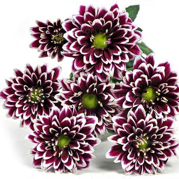 CRISANTEM NACIONAL AMETHYST  bicolor lila blanc