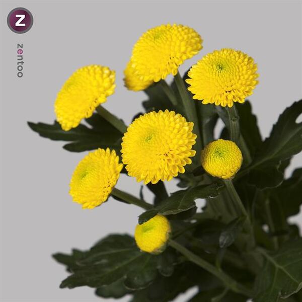 CRIS. NACIONAL BOLETA LIMONCELLO GROC