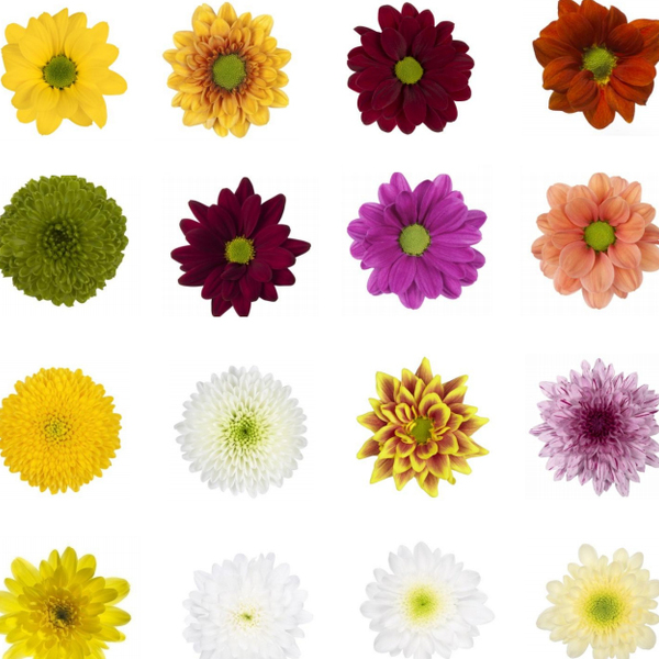 CRISANTEM NACIONAL ESPECIAL boletes