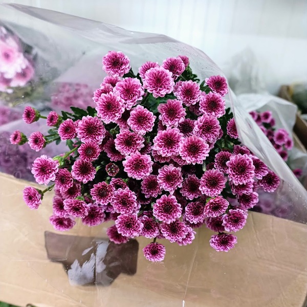 CRISANTEM NAC. *MINI BOLETA ROSA TOSS*