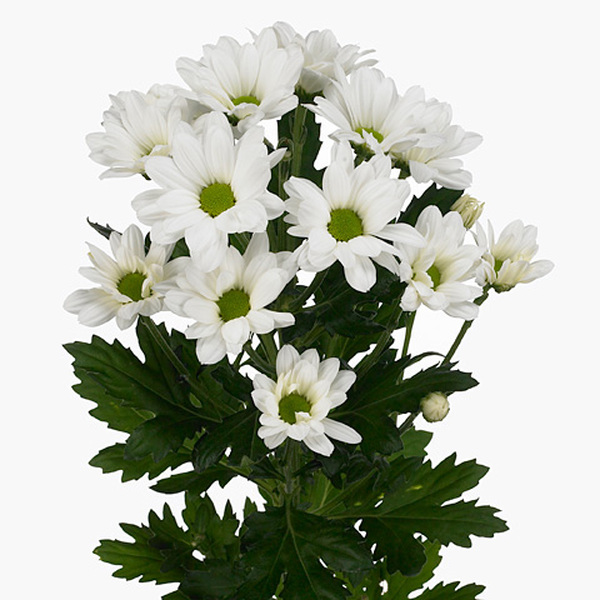 CRISANTEM BLANC *ALERO*
