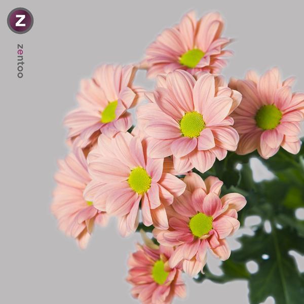 CRISANTEM *GRAND SALMON*