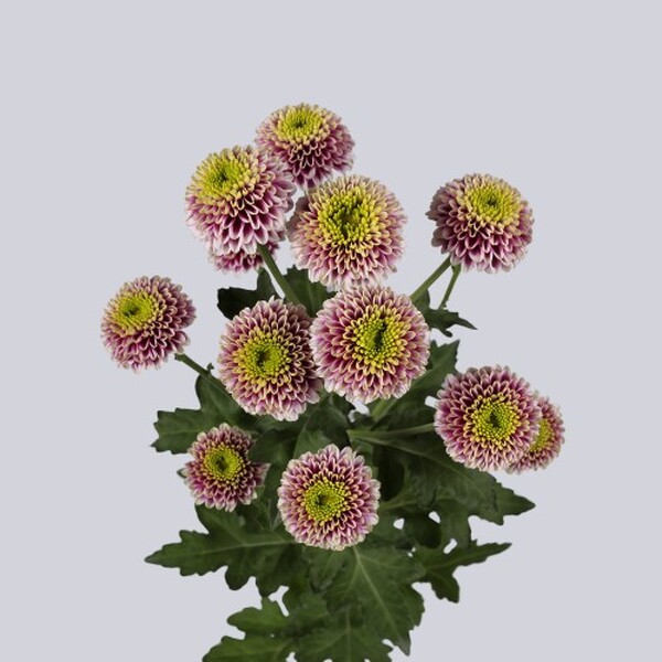 CRISANTEM BOLETA OKADA BICOLOR lila blanc