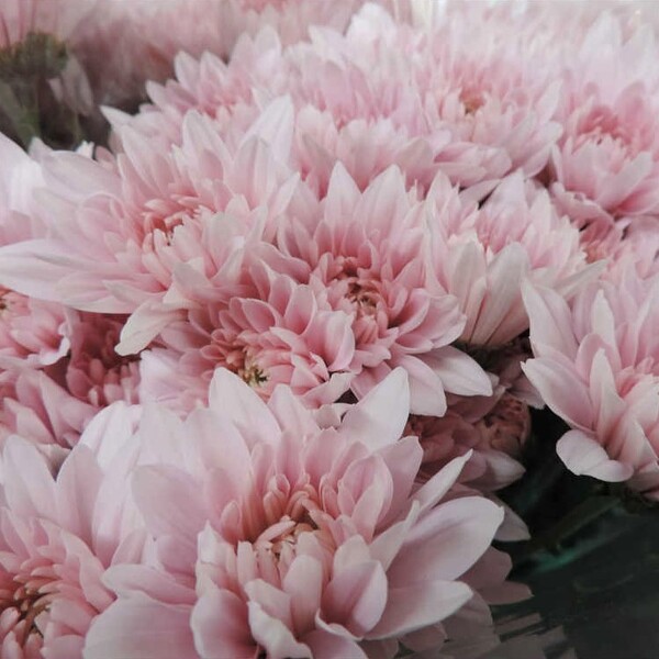 CRISANTEM NACIONAL ROSA *PETRUSHKA*