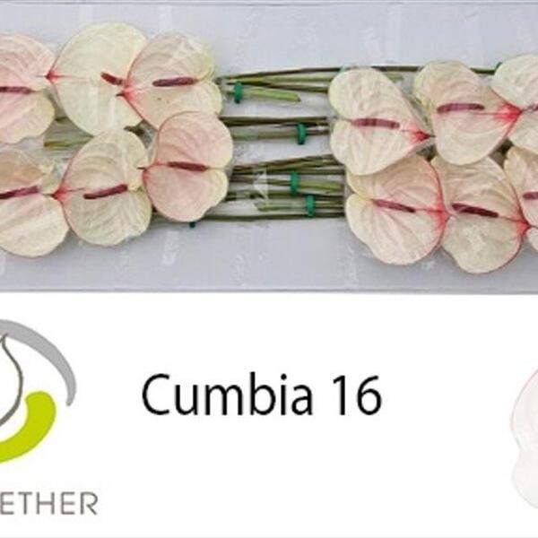 ANTHURIUM *CUMBIA* IMP. X16