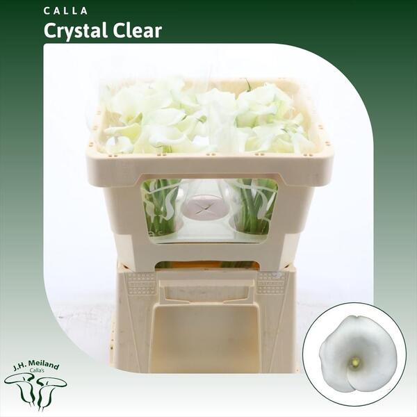 CALA *CRYSTAL CLEAR* 45CM