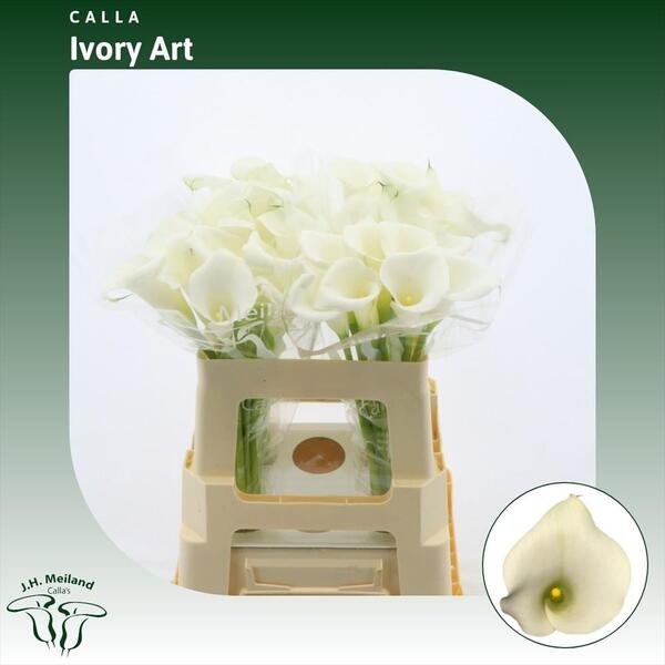 CALA BLANC *IVORY ART* 55CM
