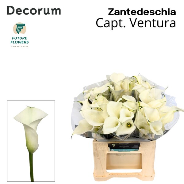 CALA BLANC *VENTURA* 40CM